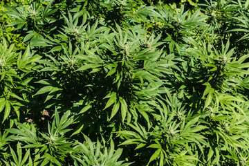 Close up of marijuana plant at outdoor cannabis farm field. Hemp plants used for CBD and health