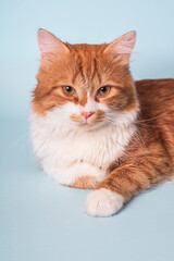 Adorable young ginger cat with white fur and serious face lying and resting on blue background