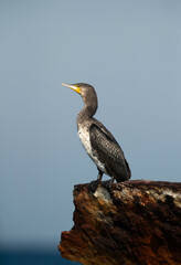 Great Cormorant perched on a shipwreck, Bahrain