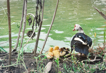 Duckling, Mom and Baby Ducks in farm