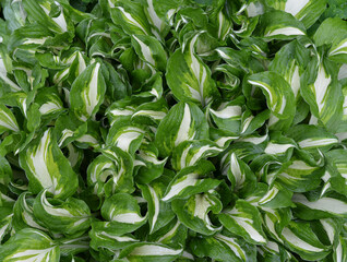 Obraz premium background green leaves hosts with stripes