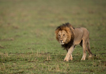 Fototapeta na wymiar Lion walking on the green at Masai Mara, Kenya