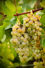 grapes yelllow in vineyard in autumn season