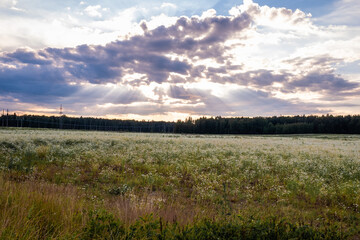 Clouds illuminated by the sun over a field of daisies.