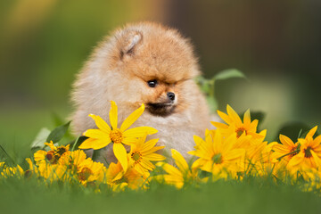 red pomeranian spitz puppy posing on grass with yellow flowers