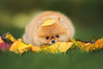 funny pomeranian spitz puppy with a yellow leaf on head, close up portrait