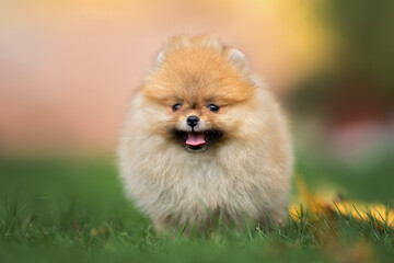 tiny pomeranian spitz puppy standing on grass in summer, close up portrait