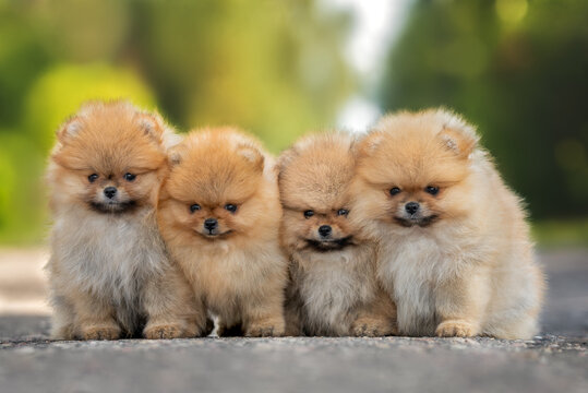 four pomeranian spitz puppies sitting together outdoors in summer, close up portrait of dogs group