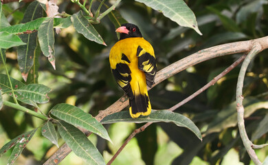 beautiful Black hooded oriole sit on a tree