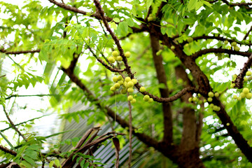 indian gooseberry tree and fruits