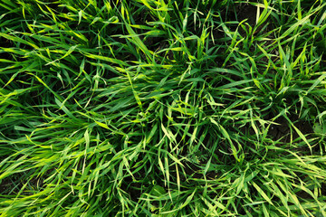 green grass stock photo