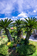 A Cykas plant with blue sky on the background