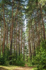 nature. beautiful path in green pine forest