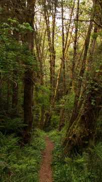 Humboldt Redwoods © Garrett