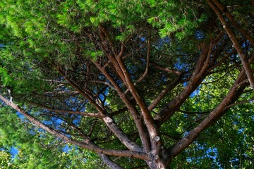 pine tree in the forest