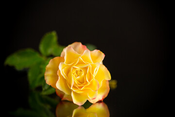 Yellow rose with green leaves, on a black background