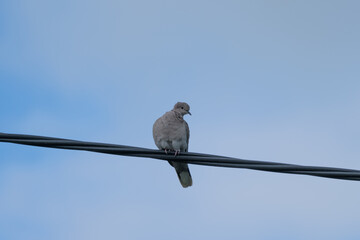 Pigeon on a wire blue sky background 