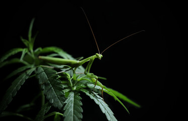 Praying mantis stock photo in black background