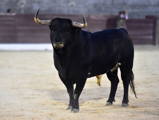toro bravo español en una plaza de toros durante un espectaculo taurino
