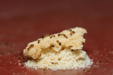red ant on a cake