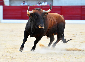 toro bravo español en una plaza de toros