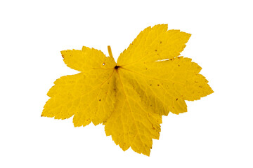 Close-up of autumn leaf on white background