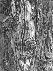 Fototapeta na wymiar An interesting wooden pattern on an old tree