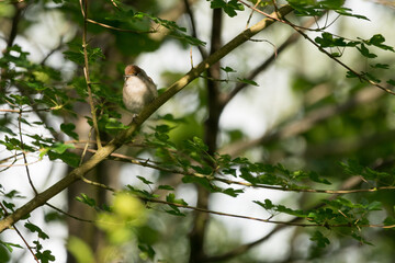 Bird hiding in the Trees