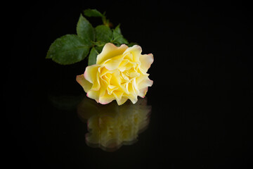 Yellow rose with green leaves, on a black background