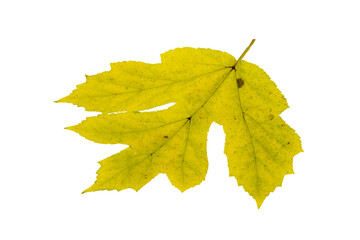 Close-up of autumn leaf on white background