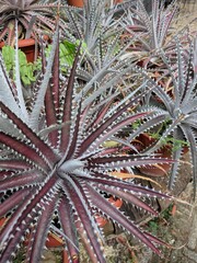 Naklejka na ściany i meble Close up on cactus with long thin leaves (Aloe bellatula)