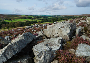 Rugged moorland with large rocks and flowering heather. Goathland, UK.