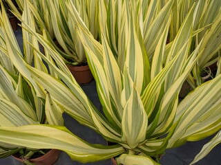 Obraz premium Long yellow lime green leaves of Dragon tree (Dracaena Marginata)