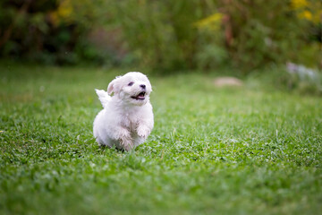 Cute puppy, Maltese dog breed, running in a garden, happy and healthy