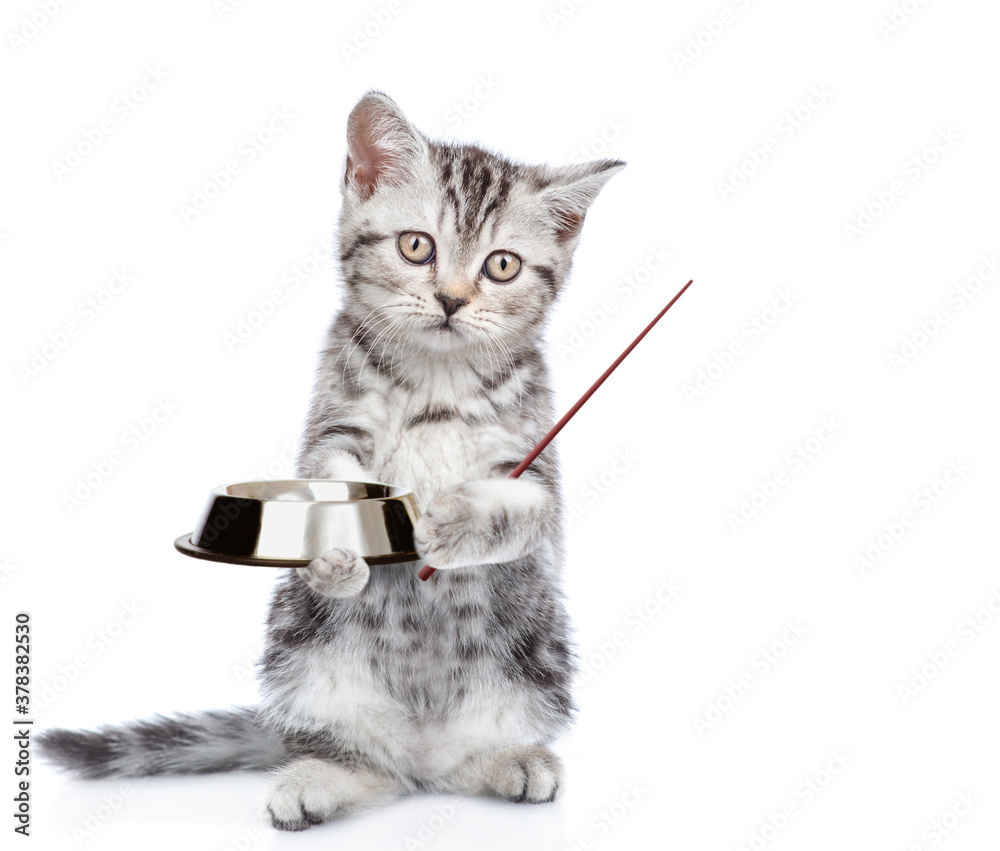 Poster Funny kitten holds a bowl and points away on empty space. isolated on white background