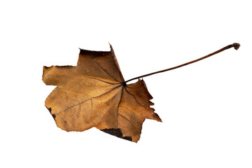 Close-up of autumn leaf on white background