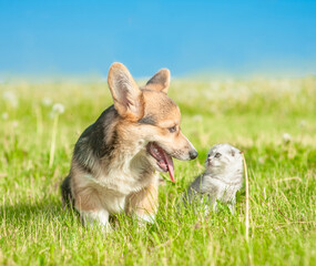 Pembroke Welsh Corgi puppy and kitten sit together on a summer grass and look at each other