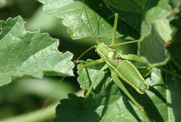 Katydid (Odontura glabricauda)