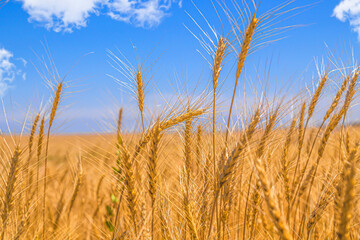 Rural landscape with a field of ripening wheat against the sky