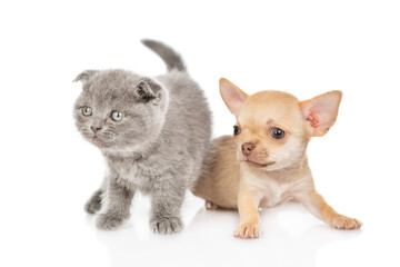 Kitten and chihuahua puppy sitting together. Isolated on white background