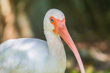 American white ibis
