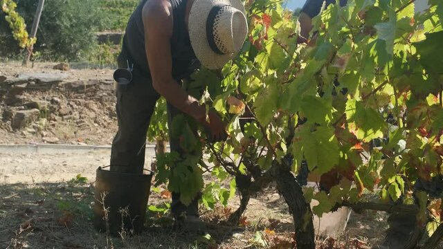 Farmer in a vineyard collecting grapes for winemaking, up close, moving activity