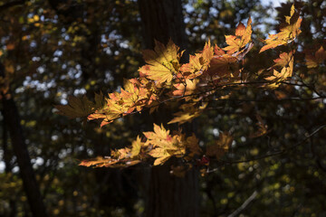 햇살에 비친 아름다운 단풍