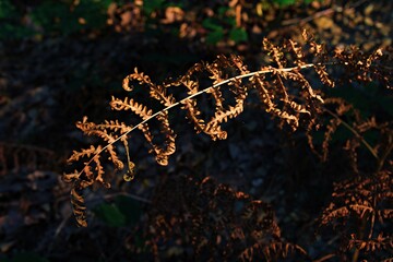 dry fern light with sun rays