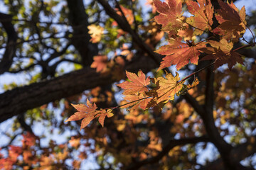 아름다운 가을 단풍
