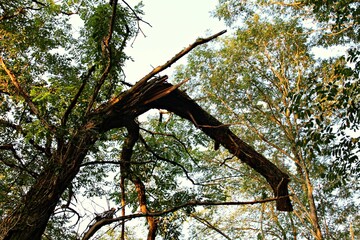 big tree struck by lightning in a green forest