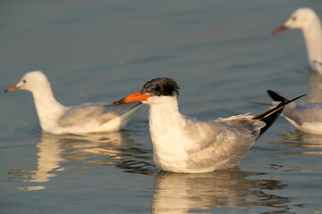 Caspian tern swimming at Busiateen coast, Bahrain