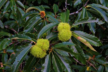 four green chestnuts surrounded by green leaves of a chestnut tree