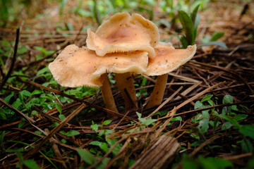 Hongos en el bosque