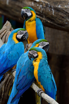 family of blue and gold macaw together perching on timber roosting in zoo aviary